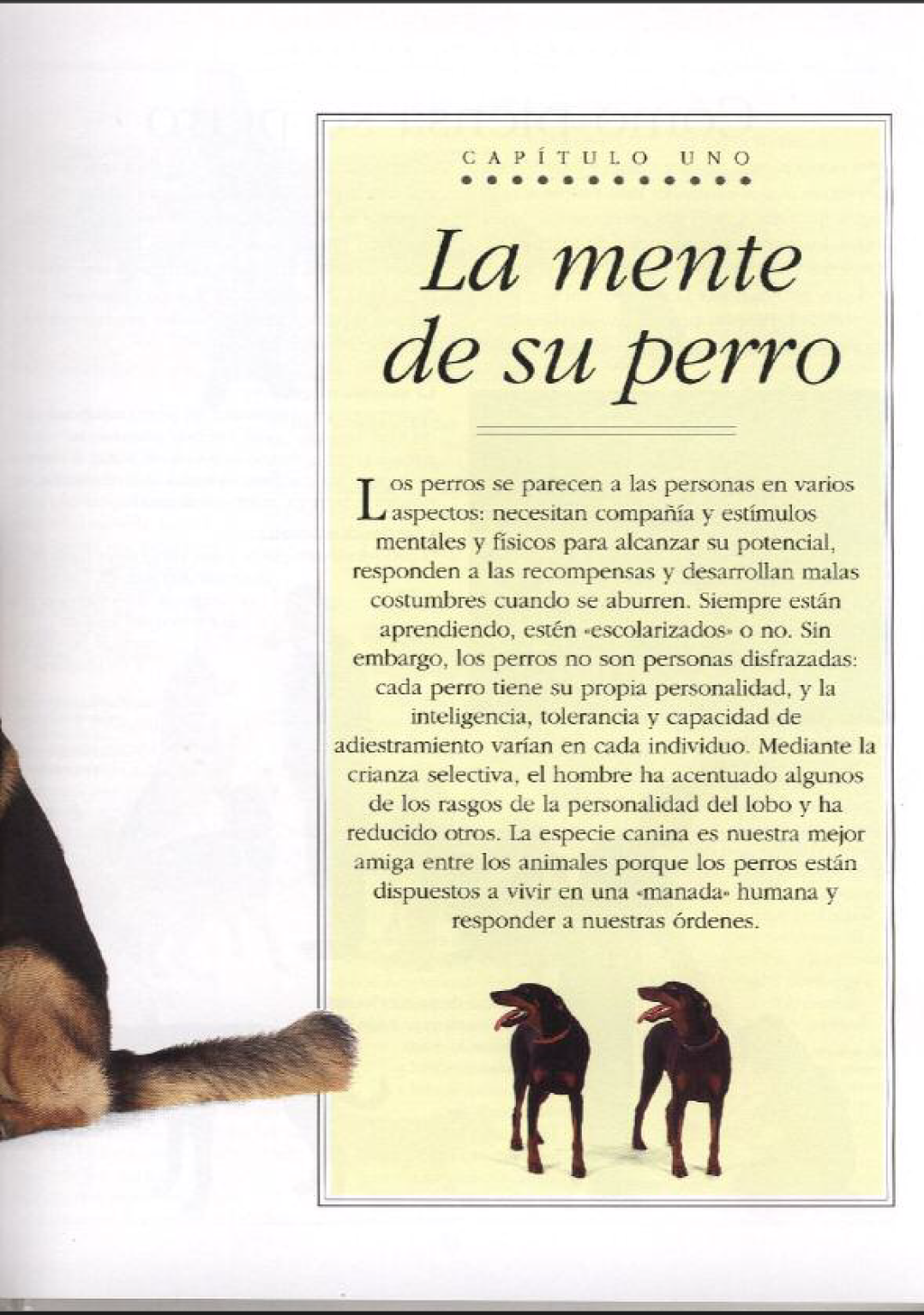 🐶📚 ¡Convierte a tu perro en el compañero ideal! 🏅✨

Aprende técnicas efectivas de adiestramiento canino con nuestro curso 100% online. 🐕💡 ¡Fortalece el vínculo con tu mascota y mejora su comportamiento desde casa!